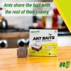 imageRESCUE Ant Baits  Indoor Ant Killer Ant Trap Alternative  4 Pack 24 Bait Stations