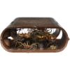 imageRESCUE Spider Traps  Catches Brown Recluse Hobo Spiders Black Widows ampamp Wolf Spiders  3 Traps
